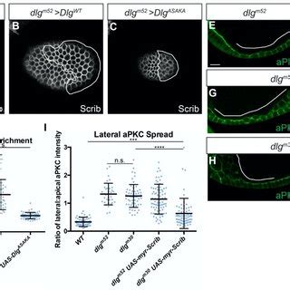 Dlg SH3 HOOK Is Sufficient For Scrib Localization In An Induced