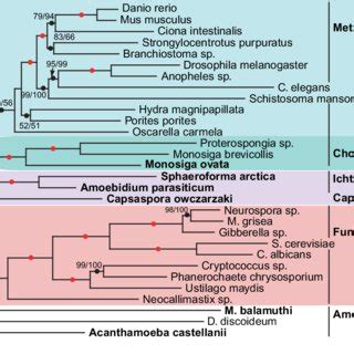 Phylogeny Of The Opisthokonts Based On Concatenation Of