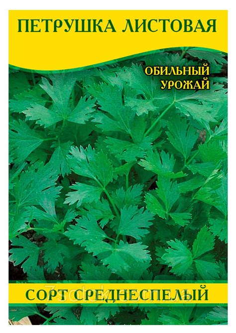 Семена петрушки Листовая, 100г: купить оптом, цена 30,53 ₴/упаковка - 7 ...