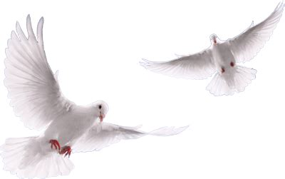 Flying Dove Png Transparent Background Free Download 41739 Freeiconspng ...