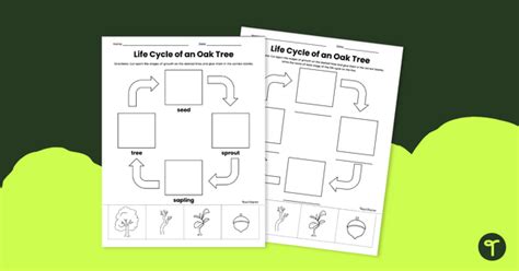 Oak Tree Cycle