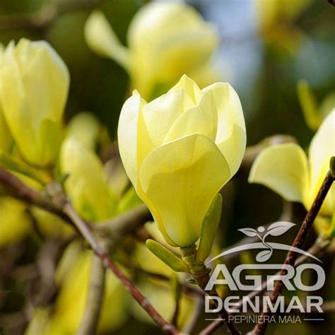 Magnolia Yellow River - AgroDenmar.ro