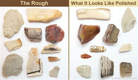 Types Of Petrified Wood Ozlery