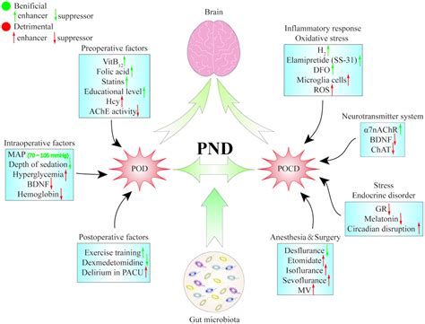 Perioperative Neurocognitive Dysfunction Thinking From The Gut Aging