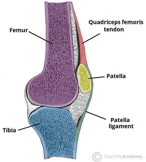 What Type Of Joint Is The Knee Joint