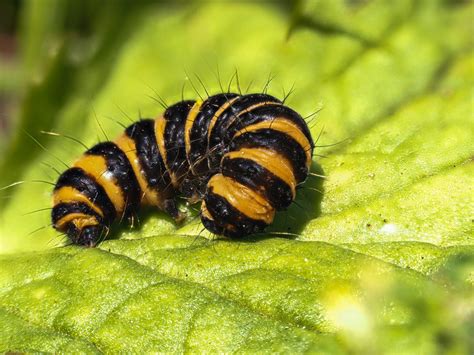 Black and Yellow Caterpillar: What Could It Be? - A-Z Animals