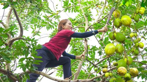 Harvesting Guava Four Quarters Make Crispy Fried Guava Go To The