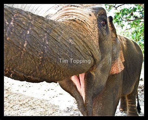 Smiling Elephant Thailand Von Tim Topping Redbubble