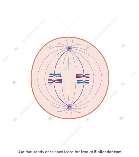 Metaphase Spindle Fibers