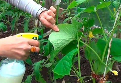 Паутинный клещ на огурцах в теплице и открытом грунте: меры борьбы ...