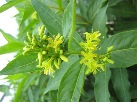 Диервилла (108 фото) » НА ДАЧЕ ФОТО