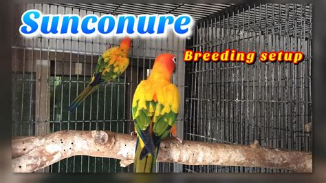 Sunconure Breeding Setup YouTube