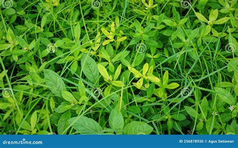 Plantas Selvagens E Ervas Daninhas Que Crescem Pelo Rio Foto De Stock