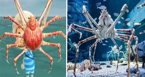 Meet The Japanese Spider Crab, The 'Daddy Long Legs Of The Sea'