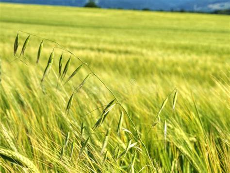 Erva Caule De Aveia No Campo De Centeio Ou Cevada Picos Verdes De