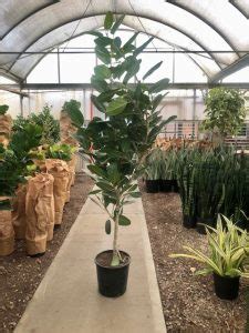 14 Ficus Audrey Column 5 6 Tri State Foliage In House Availability