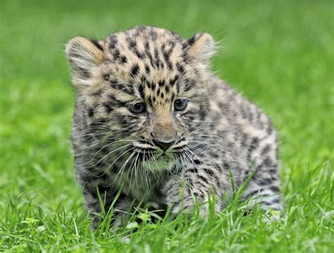 Little Critterz: Animal Profile: Amur Leopard