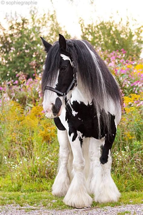 Irish Cob Photo Sophiegraphie Big Horses Cute Horses Horse Love