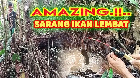 Gila Si Bocil Mancing Ikan Lembat Di Tengah Hutan Kalimantan Youtube