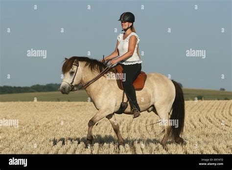 riding a gaited horse Stock Photo - Alamy