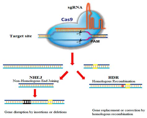 Applications Of CRISPR Cas9 As An Advanced Genome Editing System In