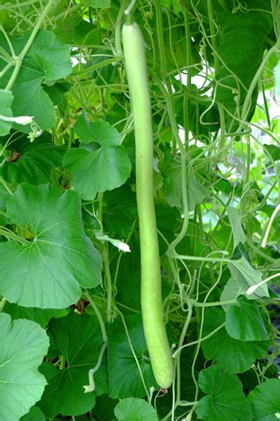 Buy Your Italian Bottle Gourd Seed Here Sea Spring Seeds