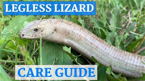 European Legless Lizard In Depth Care Guide Youtube