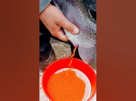 Маточный состав ️ #հայաստան #cuk #fish #ishxan #armenia #ձուկ #армения ...