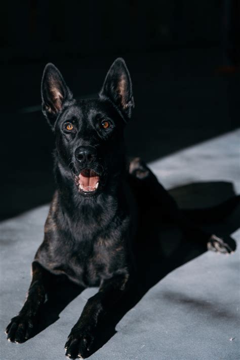 Training Dogs For Sale - Command Dogs