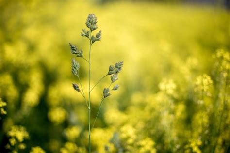 Free Images Nature Blossom Light Bokeh Abstract White Meadow