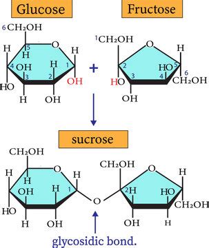 Glycosidic Bond Sucrose