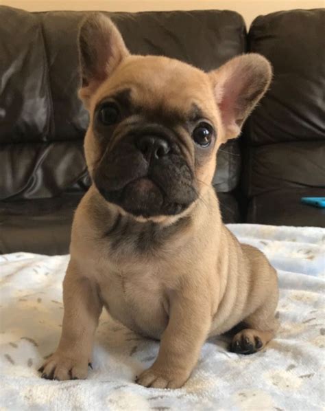 Kate French Bulldog Only 5 Weeks Old 🐶 French Bulldog Puppies