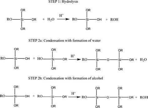 Condensation And Hydrolysis Reactions As The Main Reactions Of The