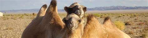 Wild Camels | The Wild Camel Protection Foundation