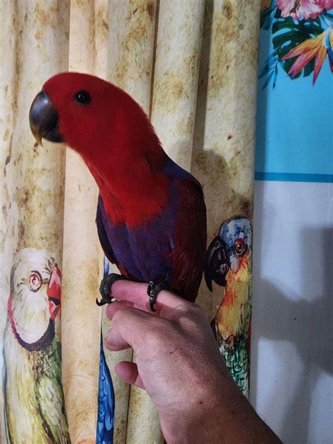 Eclectus Babies