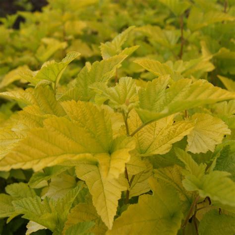 Пузыреплодник калинолистный Лютеус Physocarpus opulifous Luteus