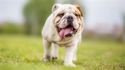 Find the Perfect Match: 130 Top Bulldog Names to Suit Your Pup's Unique ...