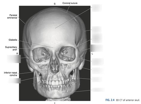 Vomer Bone D