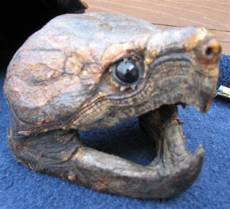 Giant Alligator Snapping Turtle Shell Skull Taxidermy 21358354