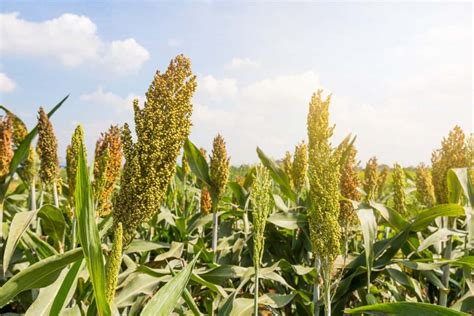 Sorghum Farming In Indonesia Step By Step Cultivation And Production