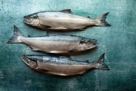 Little Known Facts About Wild-Caught Alaskan Fish | Wild Alaskan Company