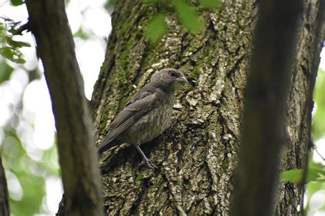What's this bird? Hudson Valley, NY : r/whatsthisbird