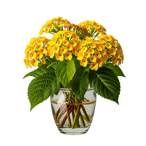 Bigleaf Lantana Flowers, Bigleaf Lantana, Bigleaf Lantana Flowers With