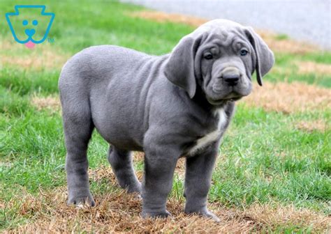 Blue | Cane Corso Puppy For Sale | Keystone Puppies