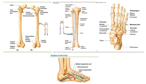 Bones Of Lower Limbs Holly Cindy And Olivia Diagram Quizlet