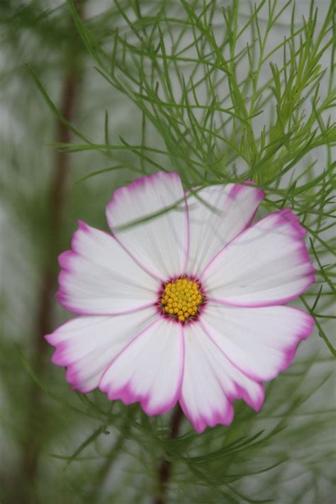 Kosmos Blume Cosmos Pink Kostenloses Foto Auf Pixabay Pixabay