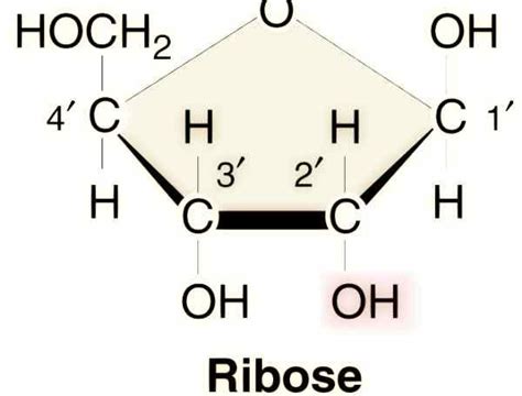 Ribosio Integratore Di Ribosio Ribosio A Cosa Serve Il D Ribosio è Uno Zucchero Dalle