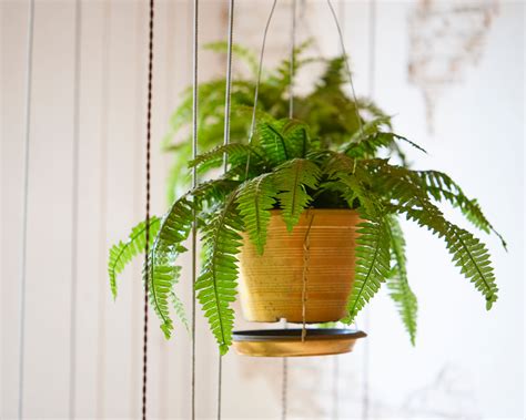 The hardest house plants to keep alive | Homes and Gardens