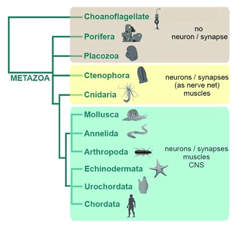 1 Phylogenetic Tree Of Metazoa Nervous System Components Traditionally