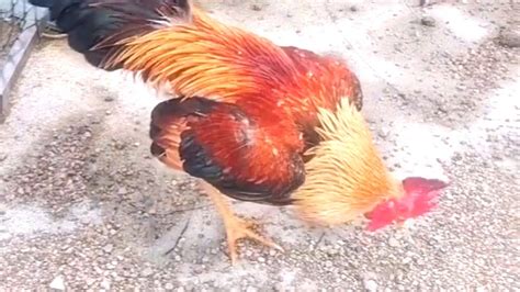 Playing And Capturing My Handsome Rooster In Action Sethtrakh Youtube